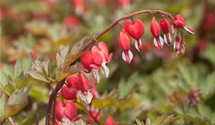 Dicentra spectabilis 'Valentine'®
