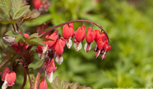 Dicentra spectabilis 'Valentine'®
