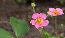 Fragaria x ananassa 'Pink Panda'®