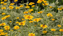 Heliopsis scabra 'Lorraine 'Sunshine' -R-