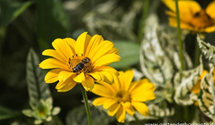 Heliopsis scabra 'Lorraine 'Sunshine' -R-