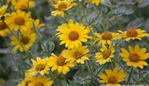 Heliopsis scabra 'Lorraine 'Sunshine' -R-