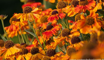 Helenium x cult.'Mardi Gras'