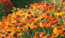 Helenium x cult.'Mardi Gras'