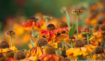 Helenium x cult.'Mardi Gras'