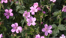 Geranium x oxonianum 'Rose Clair'