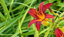 Hemerocallis x cult.'Crimson Pirate'