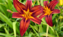 Hemerocallis x cult.'Crimson Pirate'