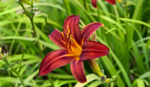 Hemerocallis x cult.'Crimson Pirate'