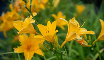 Hemerocallis x cult.'Thumbelina'