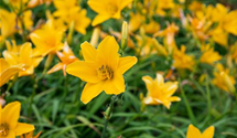 Hemerocallis x cult.'Thumbelina'