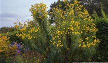 Helianthus salicifolius var. orgyalis