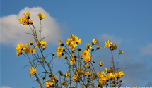 Helianthus salicifolius var. orgyalis