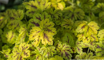 Heucherella