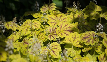 Heucherella
