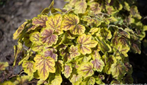 Heucherella