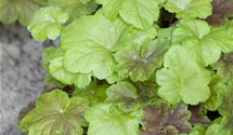 Heucherella