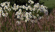Leucanthemella serotina