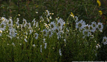 Leucanthemella serotina