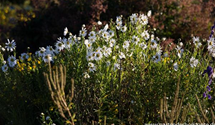 Leucanthemella serotina