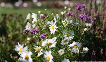 Leucanthemella serotina