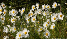 Leucanthemella serotina
