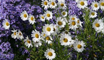 Leucanthemella serotina