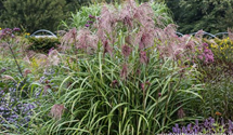 Miscanthus sinensis 'Zwergelefant'