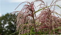 Miscanthus sinensis 'Zwergelefant'