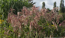 Miscanthus sinensis 'Zwergelefant'
