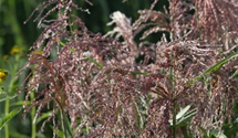 Miscanthus sinensis 'Zwergelefant'