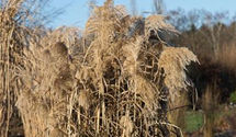 Miscanthus sinensis 'Zwergelefant'