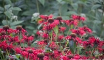 Monarda fistulosa 'Jacob Cline'