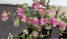Origanum rotundifolium 'Kent Beauty'