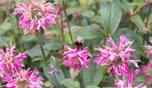 Monarda fistulosa 'Marshall´s Delight'