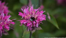 Monarda fistulosa 'Marshall´s Delight'