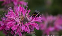 Monarda fistulosa 'Marshall´s Delight'