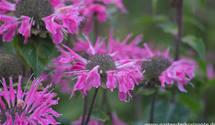 Monarda fistulosa 'Marshall´s Delight'