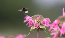 Monarda fistulosa 'Marshall´s Delight'