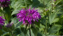 Monarda fistulosa 'Prärienacht'