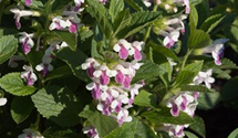Melittis melissoph.'Royal Velvet Dist.'-R-