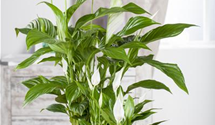 Spathiphyllum floribundum