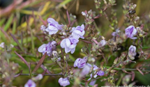 Linaria anticaria 'Antique Silver'