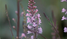 Linaria anticaria 'Antique Silver'
