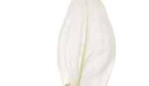 Spathiphyllum floribundum
