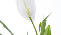 Spathiphyllum floribundum
