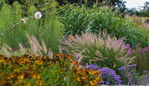 Pennisetum orientale 'Karley Rose'