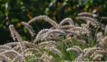 Pennisetum orientale 'Karley Rose'