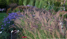 Pennisetum orientale 'Karley Rose'