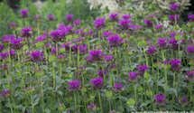 Monarda fistulosa 'Scorpion'